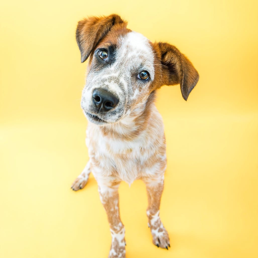 Photo of Ella, adoptable Cattle Dog, Australian (Blue Heeler) / Mix in Boonville, Missouri
