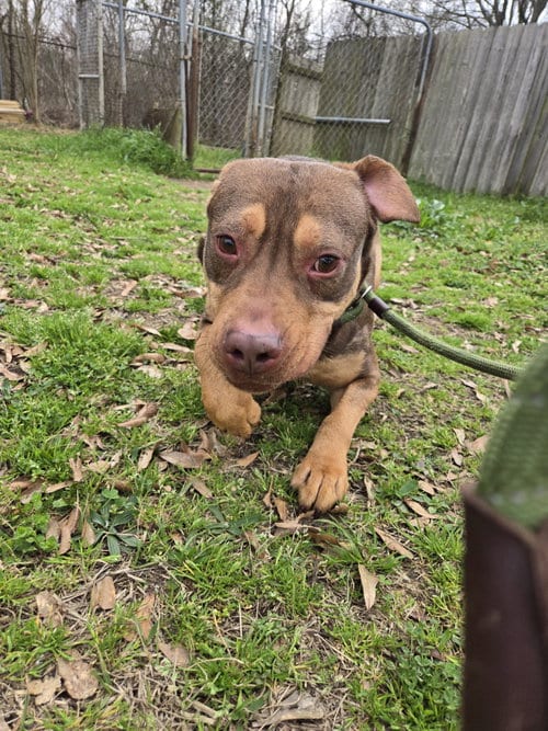 Photo of Redemption, adoptable American Staffordshire Terrier in Jackson, Mississippi