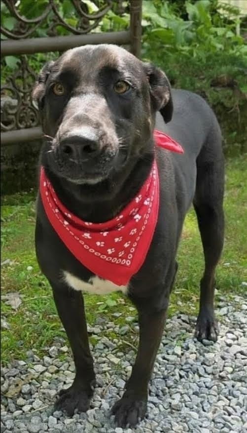 Photo of Shady, adoptable Labrador Retriever in Crossville, Tennessee