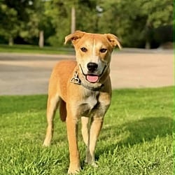 Photo of Donald, adoptable Shepherd (Unknown Type) in East Hartford, Connecticut