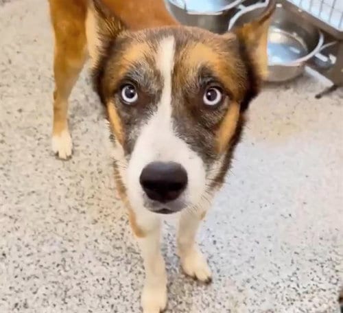 Photo of Blaze, adoptable Husky in Houston, Texas