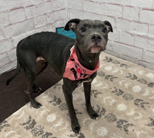 Photo of Pancake, adoptable American Staffordshire Terrier in Detroit, Michigan