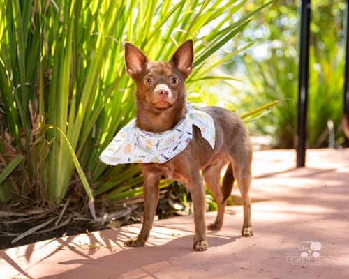 Photo of Chee chee, adoptable Chihuahua in Cherry Valley, California