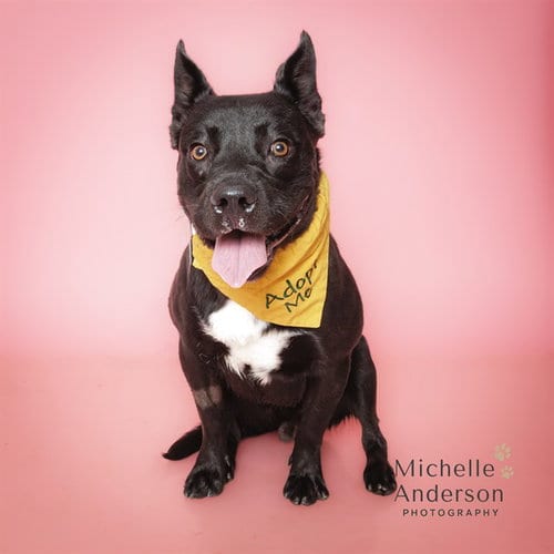 Photo of Time, adoptable Labrador Retriever in Corona, California