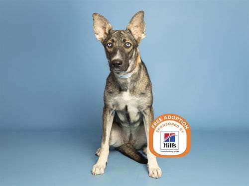 Photo of Batty, adoptable Husky in Phoenix, Arizona
