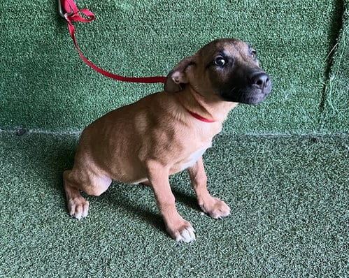 Photo of Angel, adoptable German Shepherd Dog in Lancaster, California