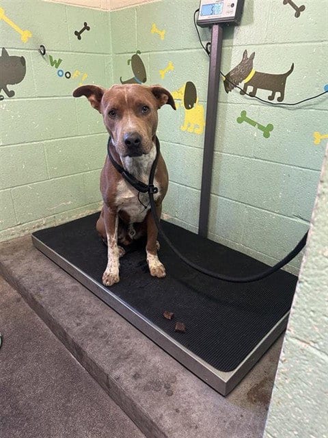 Photo of A743582, adoptable Pit Bull Terrier in Sacramento, California