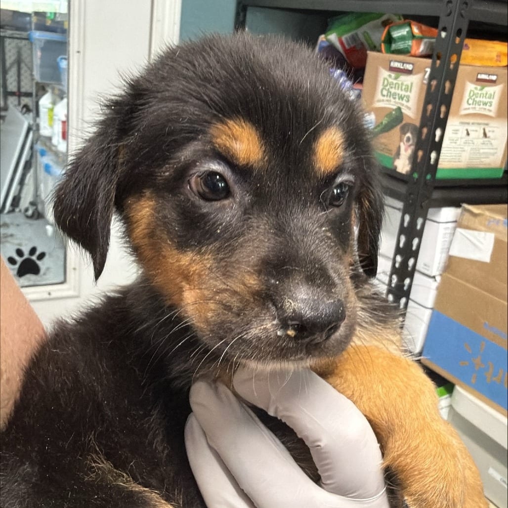 Photo of Hope, adoptable Mixed Breed (Medium) in Colville, Washington
