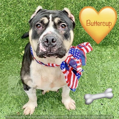 Photo of Buttercup, adoptable Pit Bull Terrier in Chicago Ridge, Illinois
