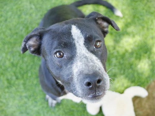 Photo of Majesty, adoptable English Pointer in Tallahassee, Florida