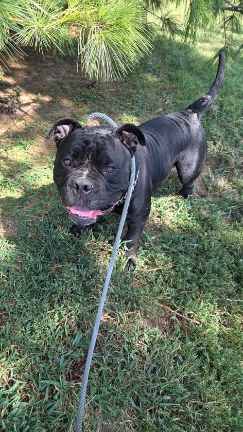 Photo of Mr. T, adoptable English Bulldog in Evansville, Indiana