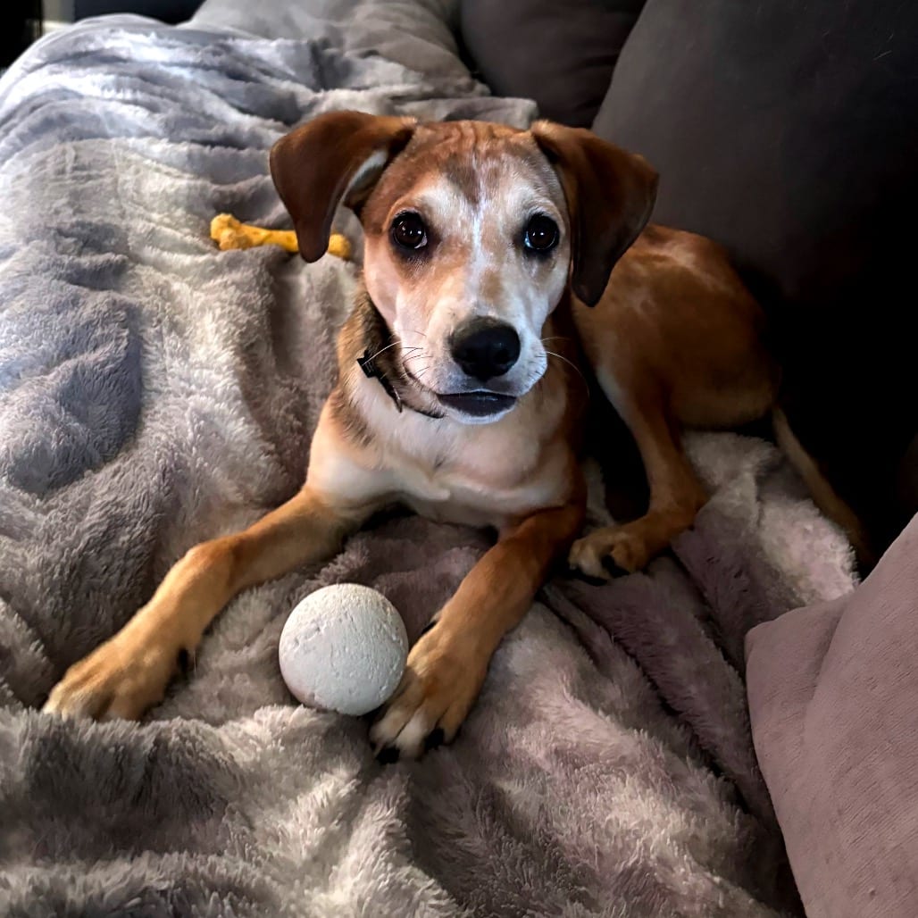 Photo of Jojo, adoptable Cattle Dog / Hound in Berea, Ohio