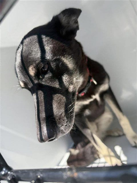 Photo of A662242, adoptable German Shepherd Dog in Houston, Texas
