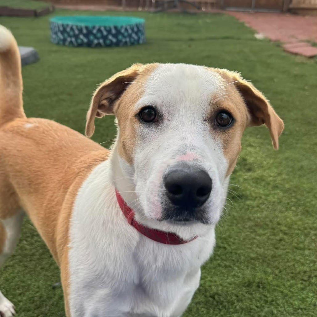 Photo of Buster, adoptable Retriever, Labrador / Mix in Weatherford, Texas