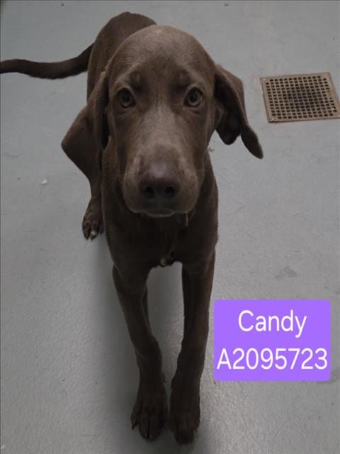 Photo of Candy, adoptable Doberman Pinscher in Houston, Texas