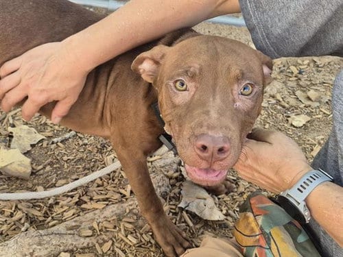 Photo of Spring, adoptable American Pit Bull Terrier in Albuquerque, New Mexico