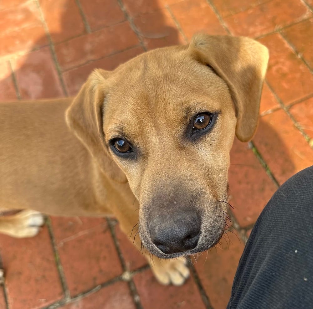 Photo of Rizzo, adoptable Labrador Retriever in Dana Point, California