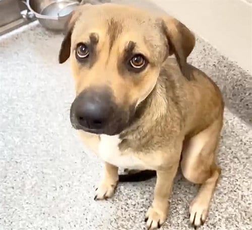 Photo of Cora, adoptable German Shepherd Dog in Houston, Texas