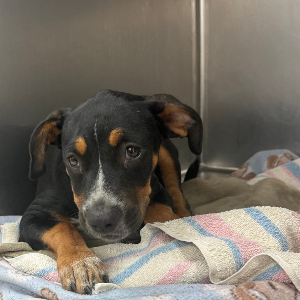 Photo of Odette, adoptable Terrier, American Pit Bull in Houston, Texas