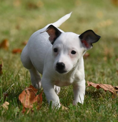 Photo of Iriel, adoptable Jack Russell Terrier in Mechanicsburg, Pennsylvania