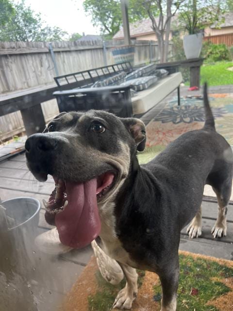 Photo of Lucy, adoptable American Staffordshire Terrier in San Antonio, Texas