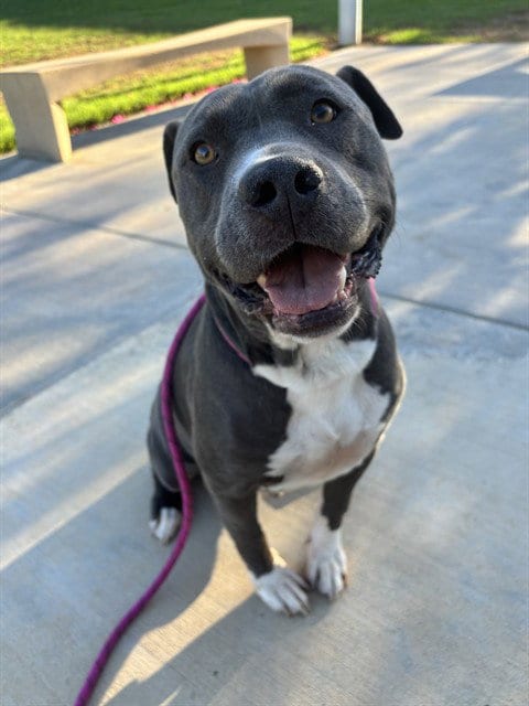 Photo of Bruce, adoptable Pit Bull Terrier in Riverside, California