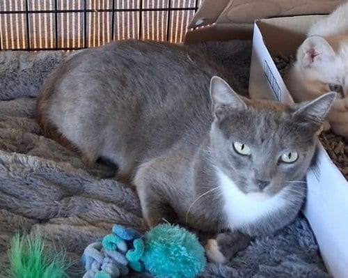 Photo of Bluebell, adoptable Unknown breed in San Diego, California