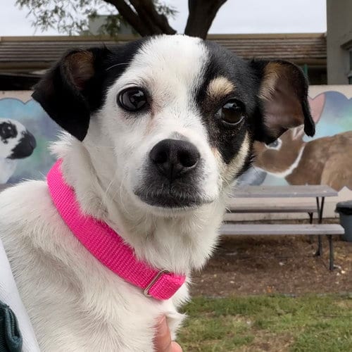 Photo of Maeve, adoptable Chihuahua in Oakland, California