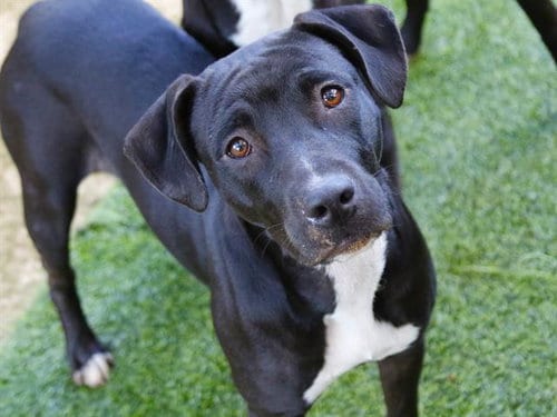 Photo of Madeline, adoptable Labrador Retriever in Tallahassee, Florida
