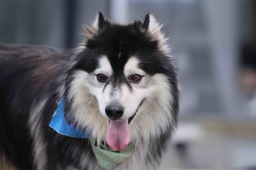 Photo of Aspen, adoptable Siberian Husky in Walnut Creek, California