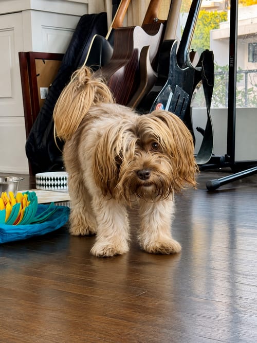 Photo of Brownie Callie, adoptable Yorkshire Terrier Yorkie in Inglewood, California
