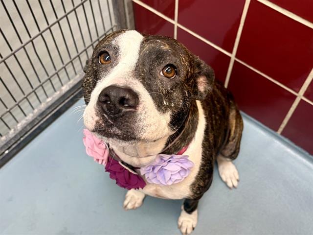 Photo of Larisa, adoptable Staffordshire Bull Terrier mix in Houston, Texas