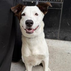 Photo of Taurus, adoptable Great Pyrenees Labrador Retriever in New York, New York