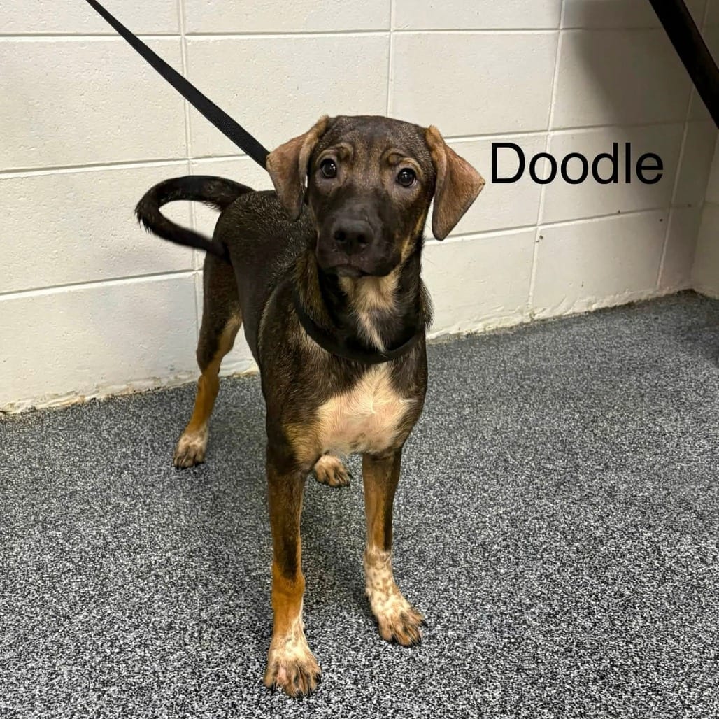 Photo of Doodle, adoptable Mixed Breed (Medium) in Whitestone, New York