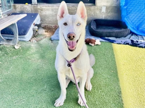 Photo of Snow, adoptable Siberian Husky in Los Angeles, California