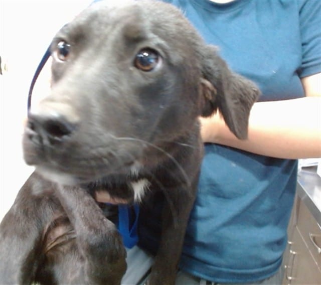 Photo of Senior Retriever, adoptable Retriever in Devore, California