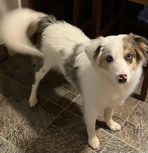 Photo of Kooper, adoptable Australian Shepherd in Landenberg, Pennsylvania
