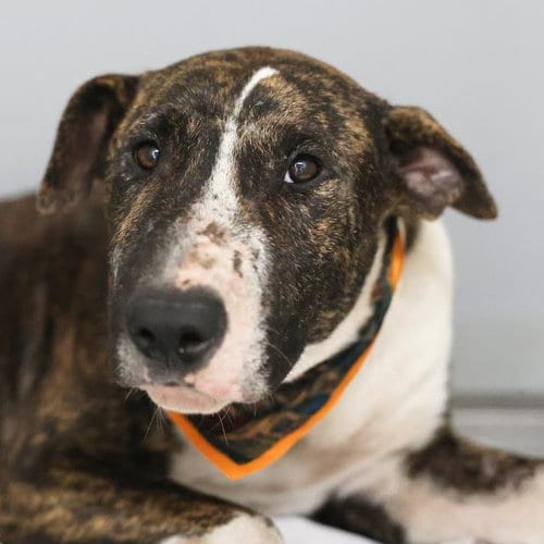 Photo of Ron Burgandy, adoptable Hound in San Antonio, Texas