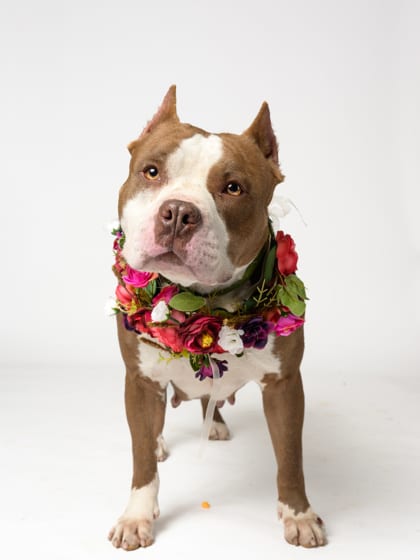 Photo of Rosa, adoptable dog in Atlanta, Georgia