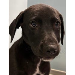 Photo of Valerie, adoptable Golden Retriever Labrador Retriever in San Antonio, Texas