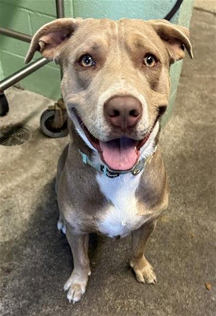 Photo of Grace, adoptable Pit Bull Terrier in Sacramento, California