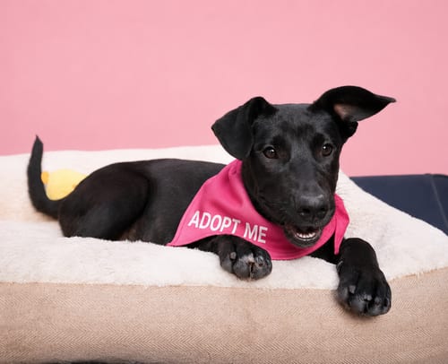 Photo of Chispita N, adoptable Black Labrador Retriever in Inglewood, California