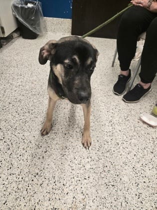Photo of Lucky, adoptable dog in Atlanta, Georgia