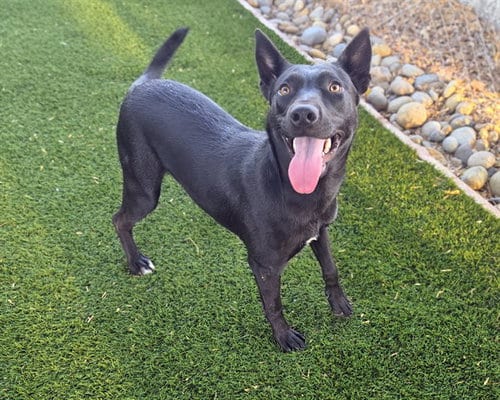 Photo of Clementine, adoptable Labrador Retriever in Antioch, California