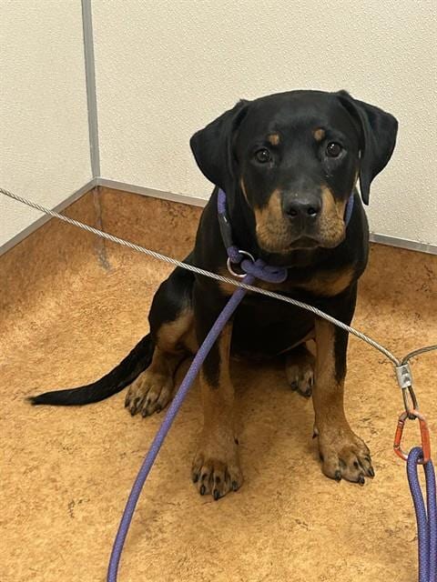 Photo of Bella, adoptable Rottweiler in Sacramento, California