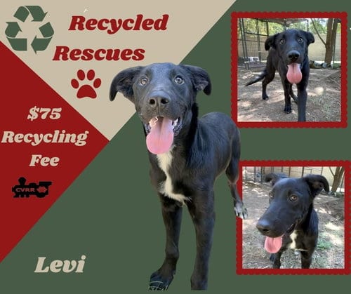Photo of Levi, adoptable Border Collie in Lindsay, California