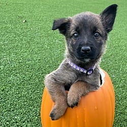 Photo of Hallowed Harvest - Batwing - Located in Florida, adoptable Belgian Malinois in Imlay City, Michigan
