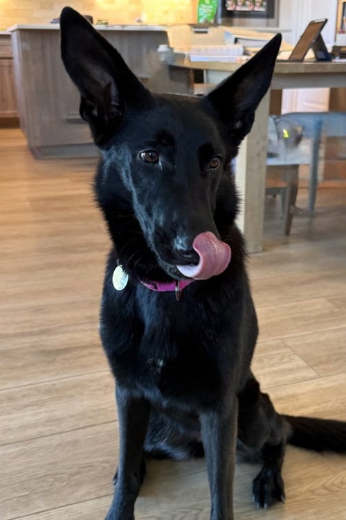 Photo of Comanche, adoptable German Shepherd Dog in Modesto, California