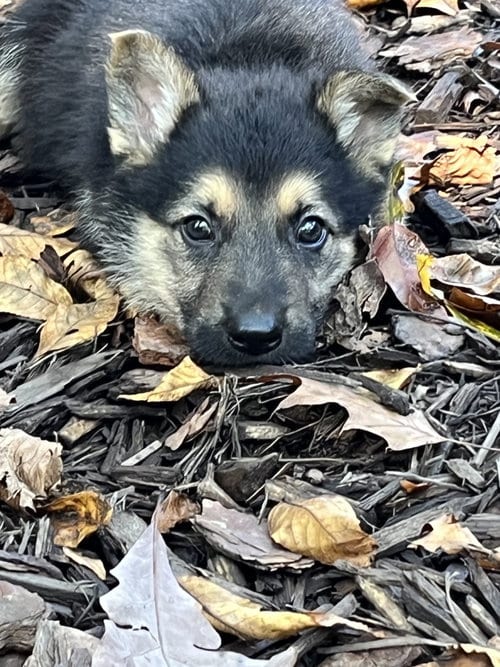 Photo of Acorn 7614, adoptable German Shepherd Dog in Centreville, Virginia