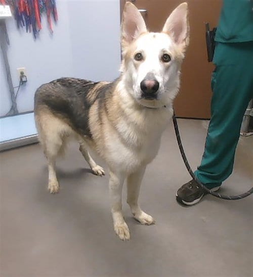 Photo of Bouncer, adoptable German Shepherd Dog in Phoenix, Arizona